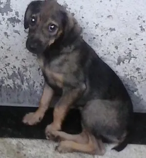 Cachorro raça vira lata idade 2 a 6 meses nome belinha