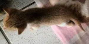 Gato raça  idade Abaixo de 2 meses nome Nãoo tem nome