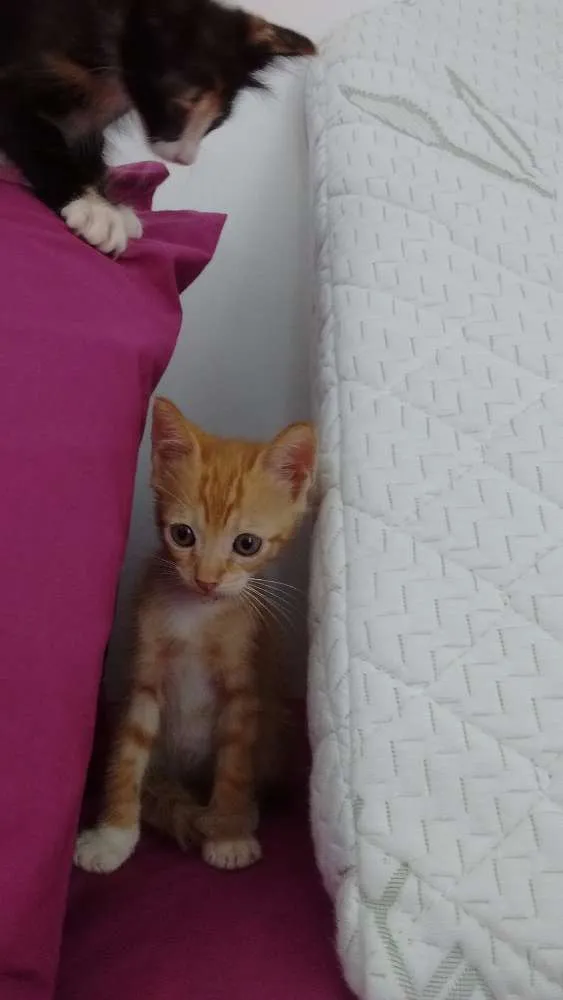 Gato raça SRD idade 2 a 6 meses nome George Lucas