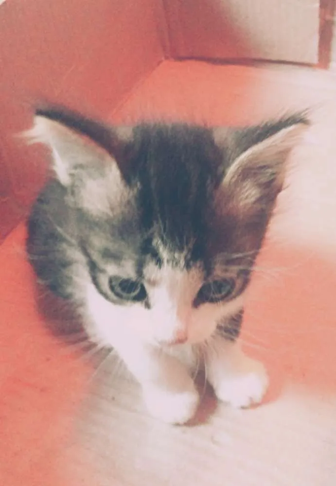 Gato raça Mestiço  idade 2 a 6 meses nome Nina 