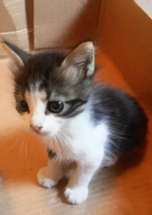 Gato raça Mestiço  idade 2 a 6 meses nome Nina 
