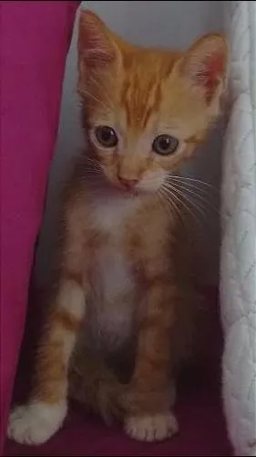 Gato raça SRD idade 2 a 6 meses nome George Lucas