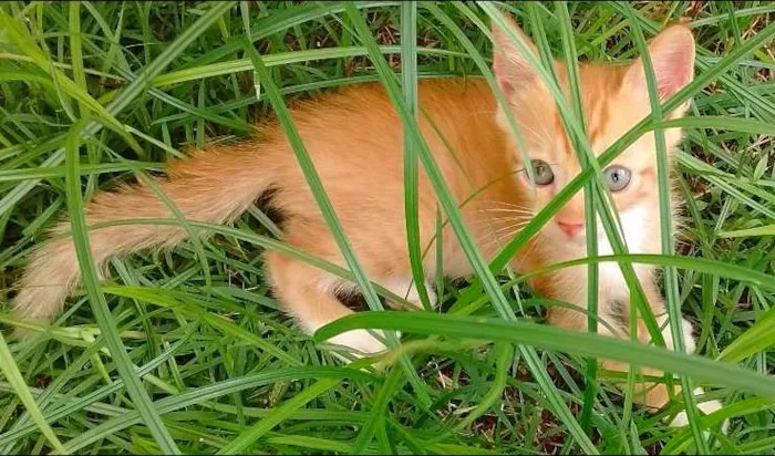 Gato raça SRD idade 2 a 6 meses nome George Lucas
