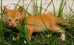 Gato raça SRD idade 2 a 6 meses nome George Lucas