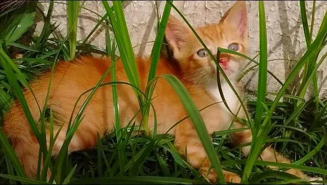 Gato raça SRD idade 2 a 6 meses nome George Lucas