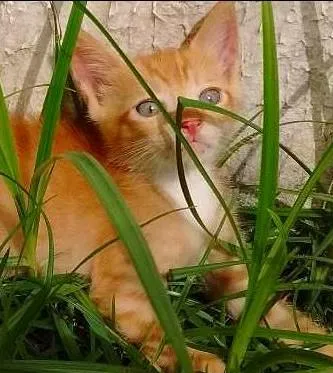 Gato raça SRD idade 2 a 6 meses nome George Lucas