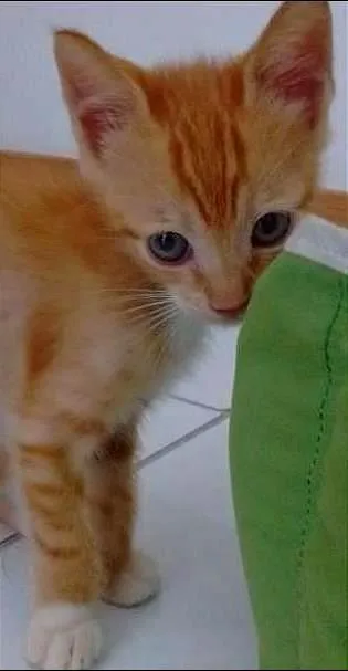 Gato raça SRD idade 2 a 6 meses nome George Lucas