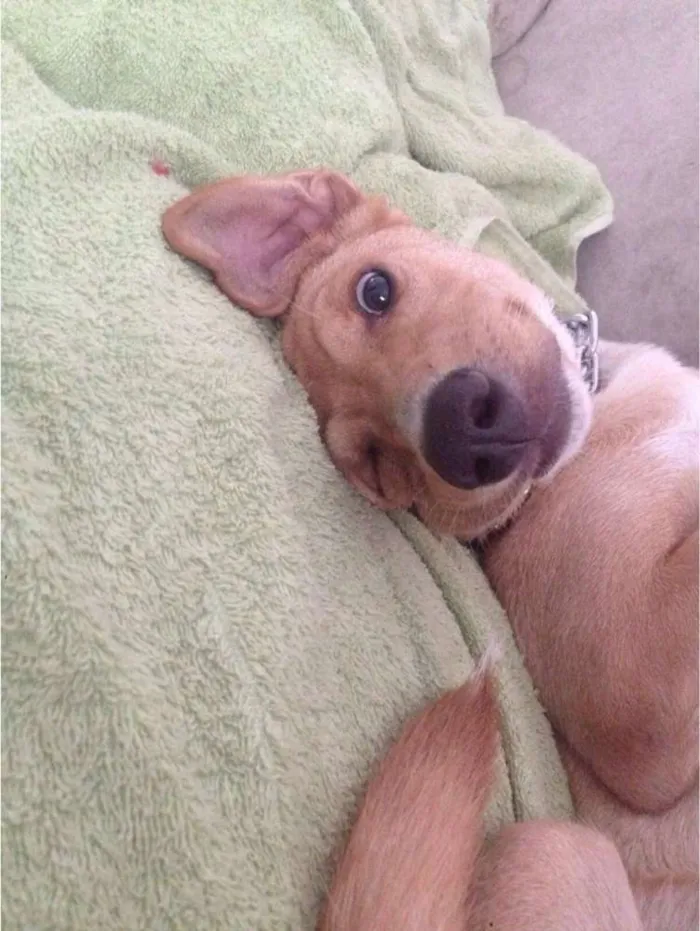 Cachorro ra a Vira-lata idade 7 a 11 meses nome Ted