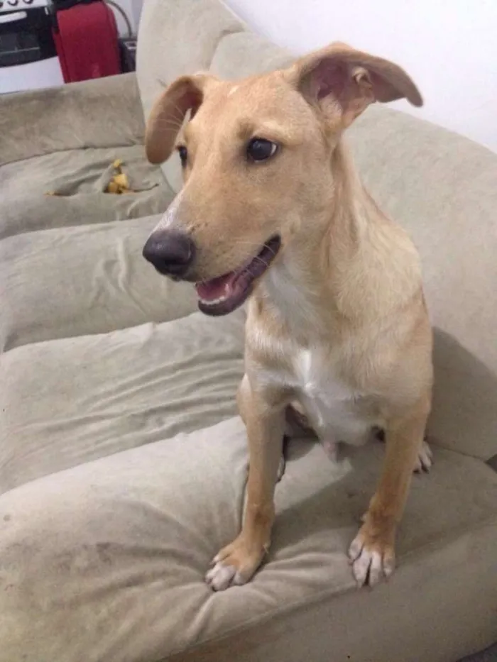 Cachorro ra a Vira-lata idade 7 a 11 meses nome Ted