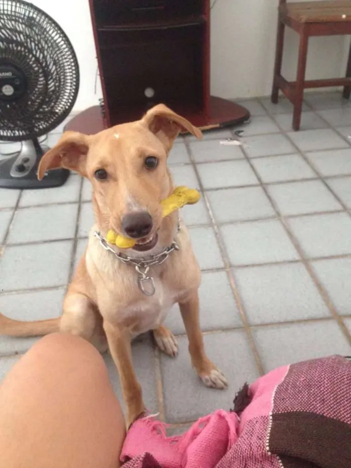 Cachorro ra a Vira-lata idade 7 a 11 meses nome Ted