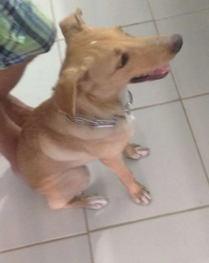 Cachorro ra a Vira-lata idade 7 a 11 meses nome Ted
