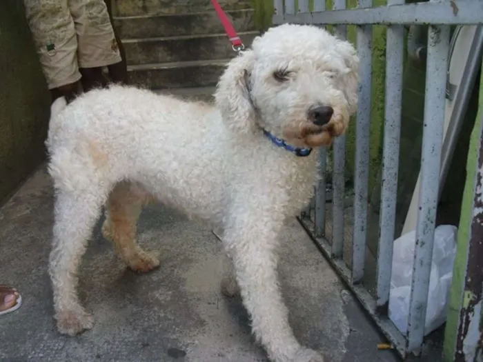 Cachorro ra a poodle idade 2 anos nome bobby