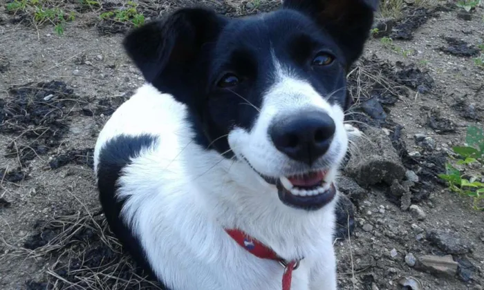 Cachorro ra a Fox Paulistinta idade 2 a 6 meses nome Bebê