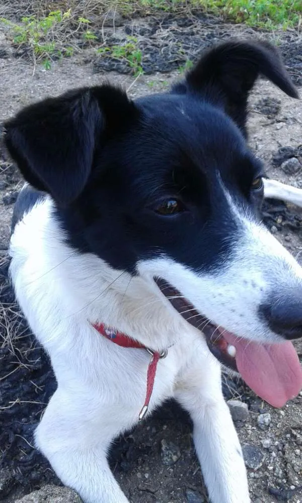 Cachorro ra a Fox Paulistinta idade 2 a 6 meses nome Bebê