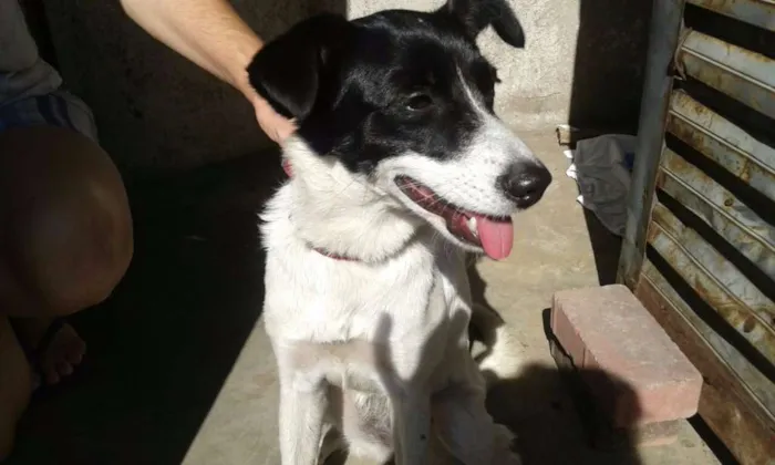Cachorro ra a Fox Paulistinta idade 2 a 6 meses nome Bebê