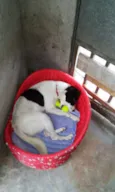 Bebê