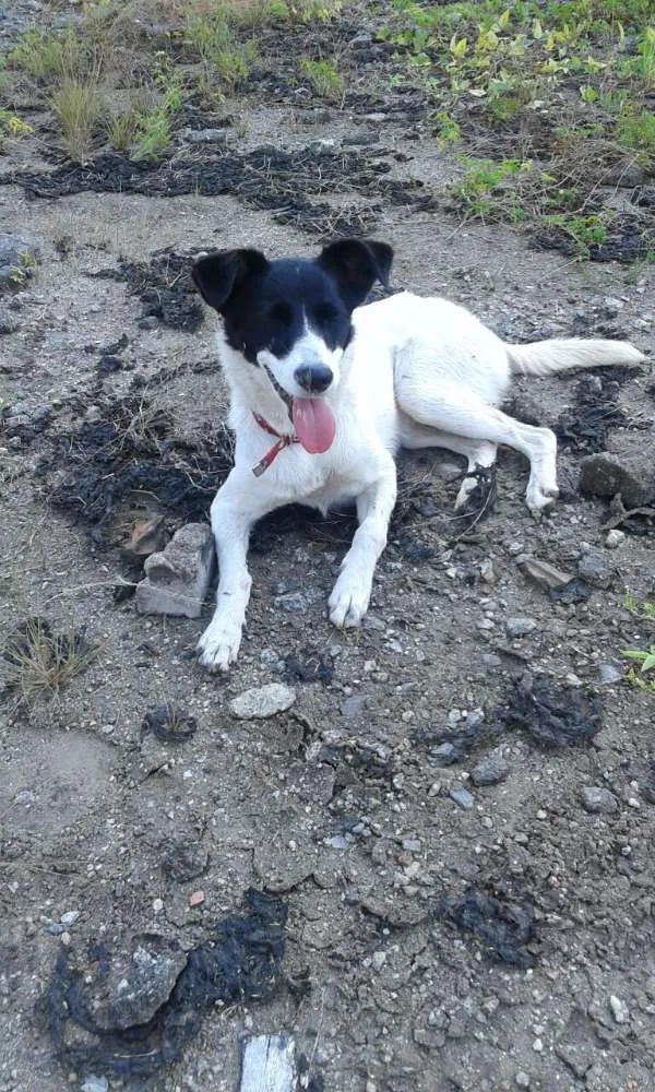 Cachorro ra a Fox Paulistinta idade 2 a 6 meses nome Bebê