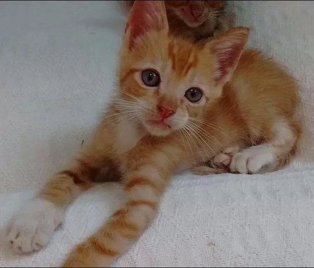 Gato raça SRD idade 2 a 6 meses nome George Lucas