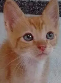 Gato raça SRD idade 2 a 6 meses nome George Lucas