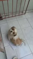 Toby