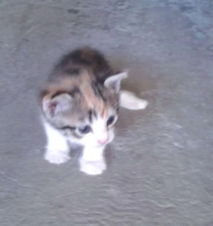 Gato ra a  idade Abaixo de 2 meses nome Sem nome