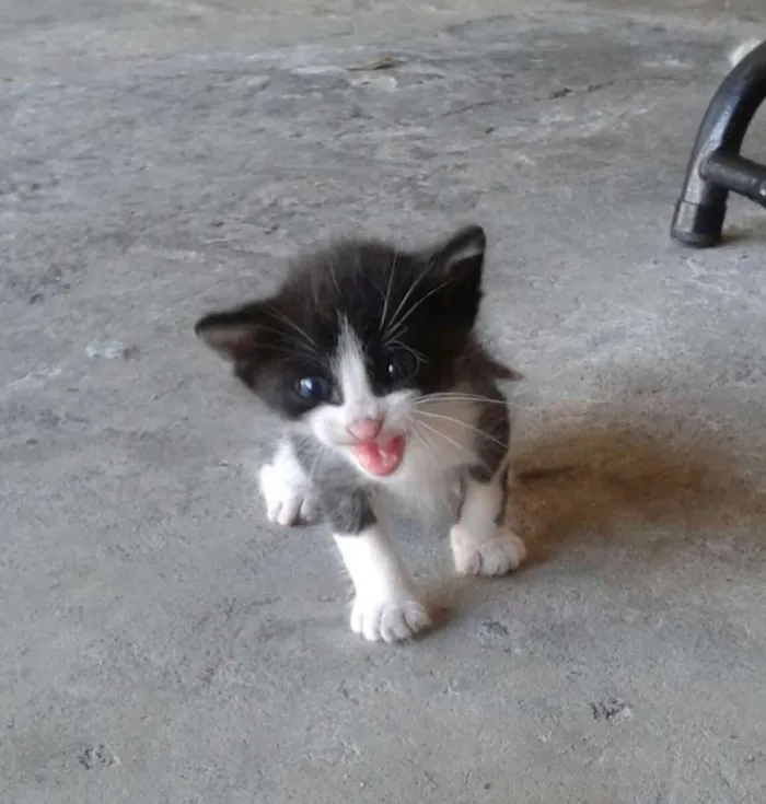 Gato ra a  idade Abaixo de 2 meses nome Sem nome