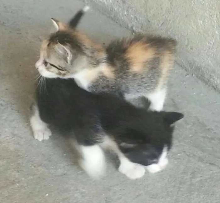 Gato ra a  idade Abaixo de 2 meses nome Sem nome