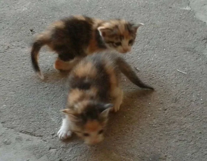 Gato ra a  idade Abaixo de 2 meses nome Sem nome