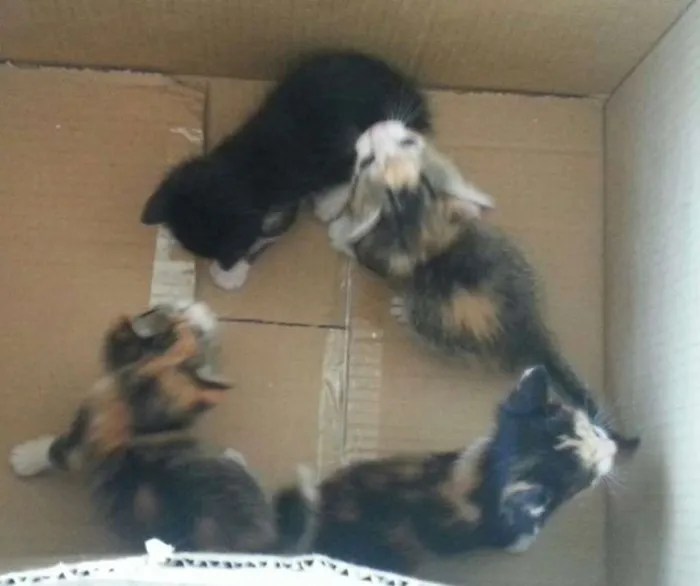 Gato ra a  idade Abaixo de 2 meses nome Sem nome
