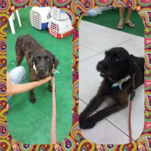 Cachorro raça SRD idade 3 anos nome THEO