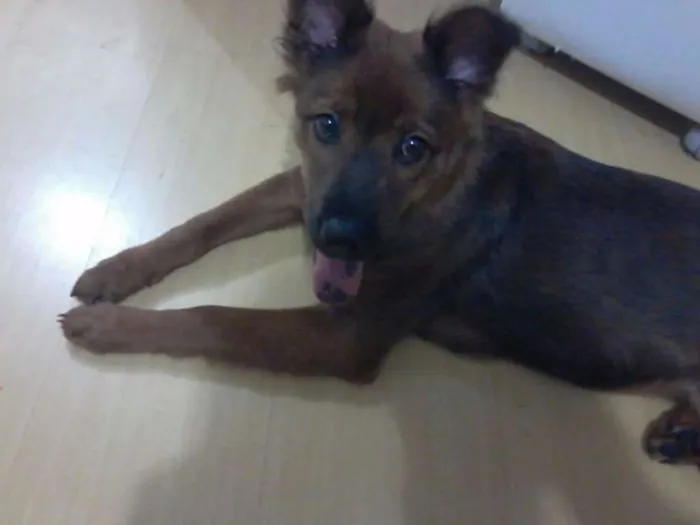 Cachorro ra a Chow Chow idade 7 a 11 meses nome Kika