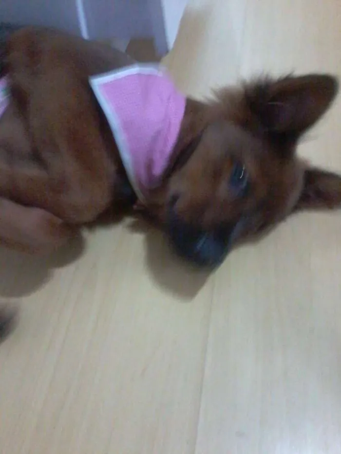 Cachorro ra a Chow Chow idade 7 a 11 meses nome Kika