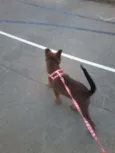 Kika