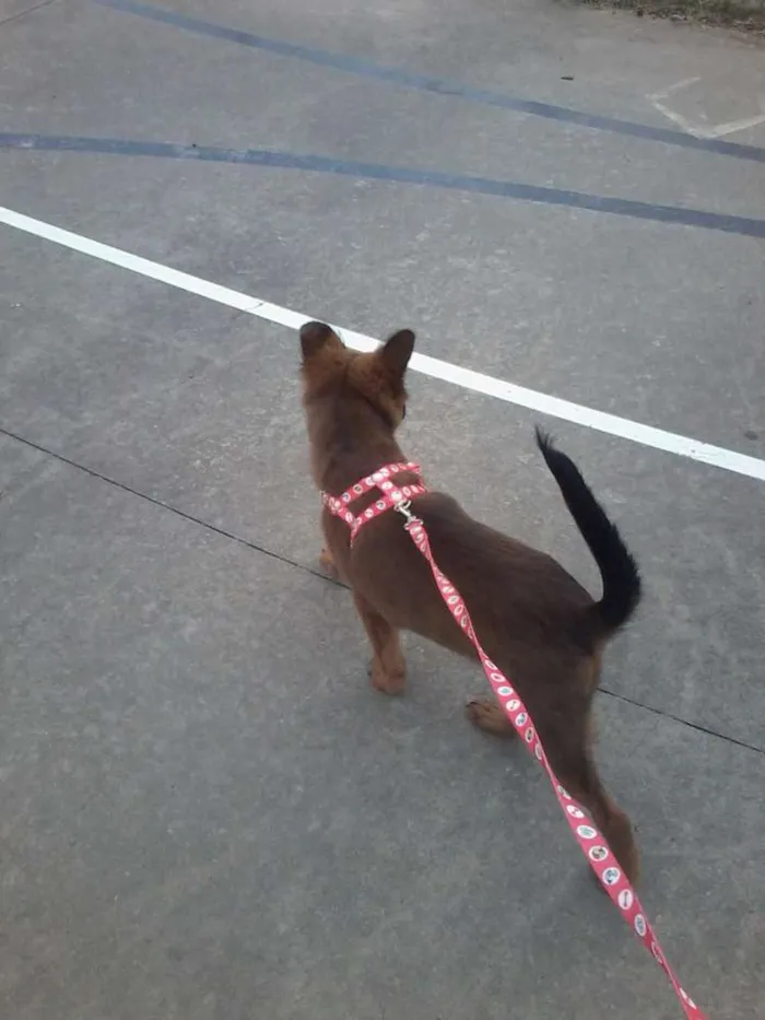 Cachorro ra a Chow Chow idade 7 a 11 meses nome Kika