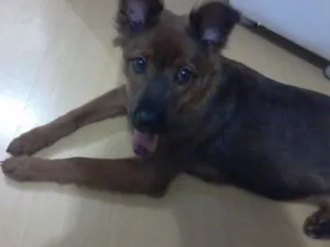 Cachorro raça Chow Chow idade 7 a 11 meses nome Kika