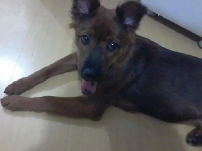 Cachorro ra a Chow Chow idade 7 a 11 meses nome Kika