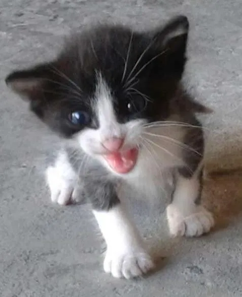 Gato ra a  idade Abaixo de 2 meses nome Sem nome