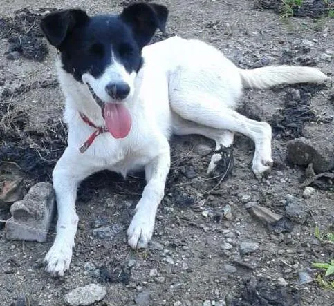 Cachorro ra a Fox Paulistinta idade 2 a 6 meses nome Bebê