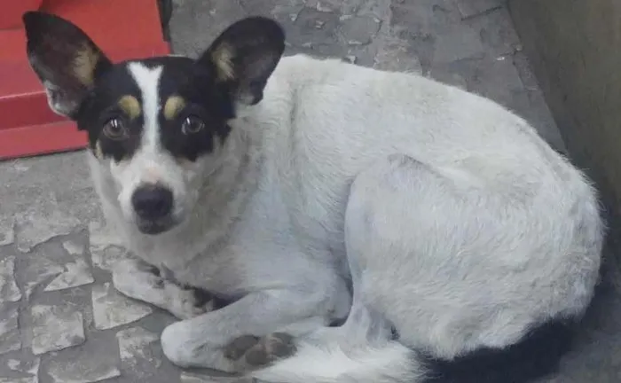Cachorro ra a  Mix Fox  idade 2 anos nome Vicky