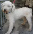 bobby