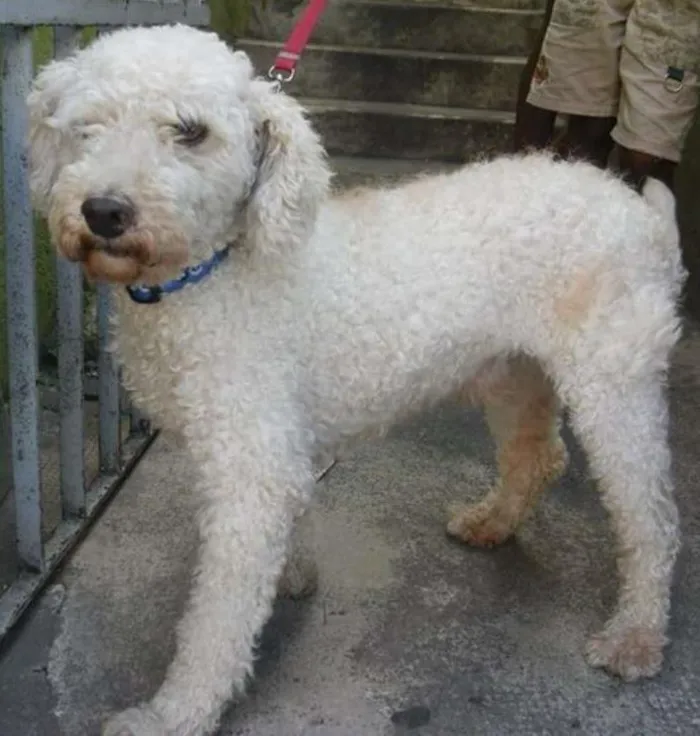 Cachorro ra a poodle idade 2 anos nome bobby