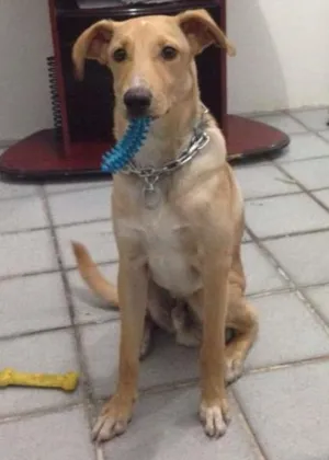 Cachorro raça Vira-lata idade 7 a 11 meses nome Ted