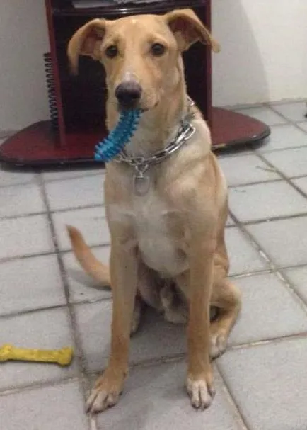 Cachorro ra a Vira-lata idade 7 a 11 meses nome Ted