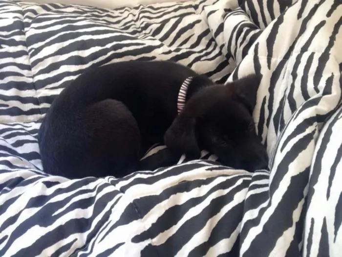 Cachorro ra a SRD idade 2 a 6 meses nome Laica
