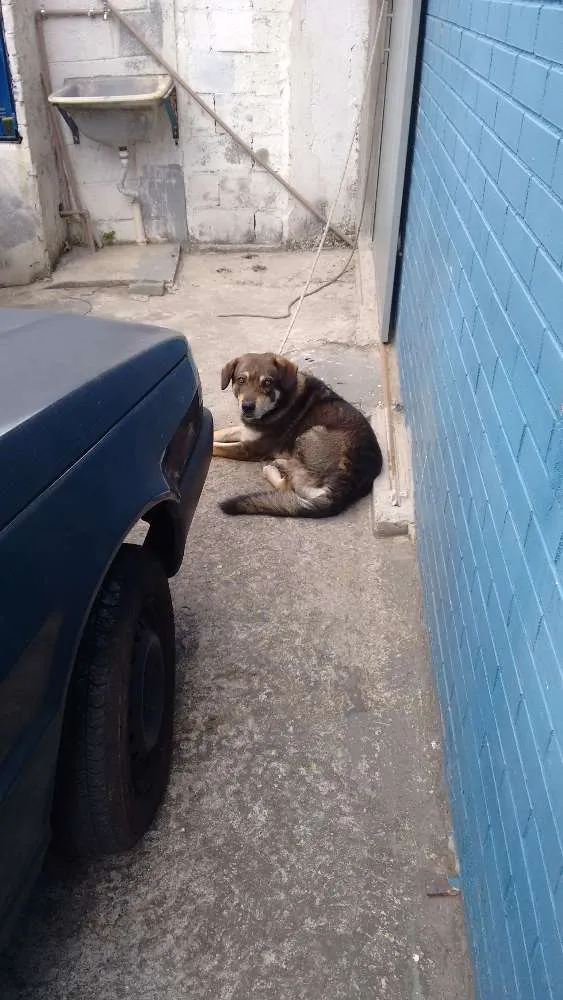 Cachorro ra a VIRA LATA idade 4 anos nome TOBY