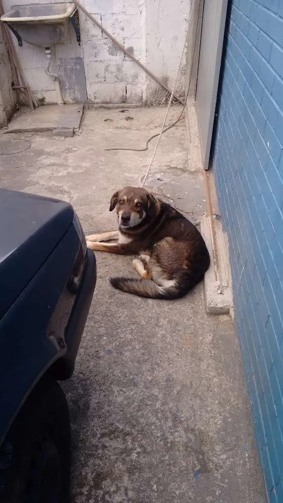 Cachorro ra a VIRA LATA idade 4 anos nome TOBY