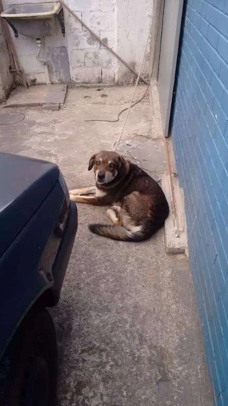 Cachorro ra a VIRA LATA idade 4 anos nome TOBY