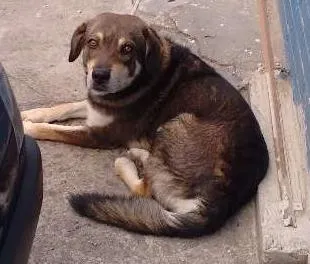 Cachorro ra a VIRA LATA idade 4 anos nome TOBY
