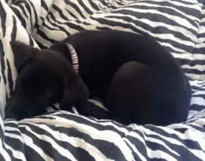 Cachorro raça SRD idade 2 a 6 meses nome Laica