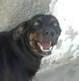 Milla